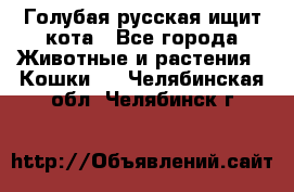 Голубая русская ищит кота - Все города Животные и растения » Кошки   . Челябинская обл.,Челябинск г.